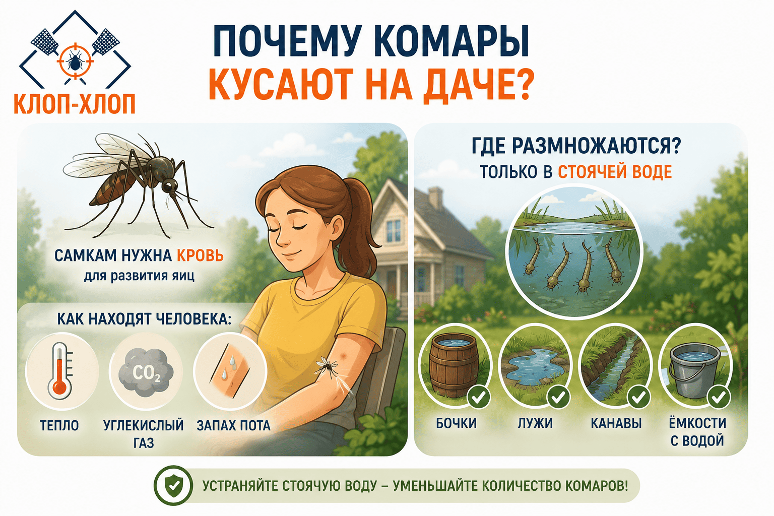 Почему комары атакуют дачу и где они размножаются